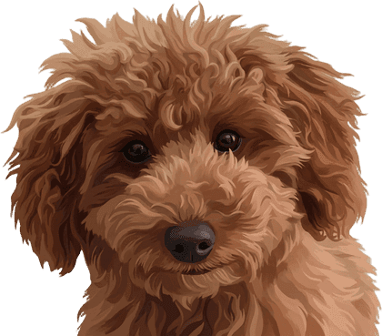 Modern head portrait of Archie, a curly red doodle