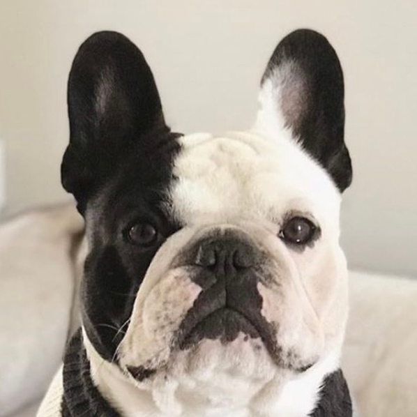 Original pet photo